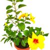 Thailand Hibiscus Yellow Flowers » Flowering Plants