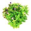 Torenia » Flowering Plants
