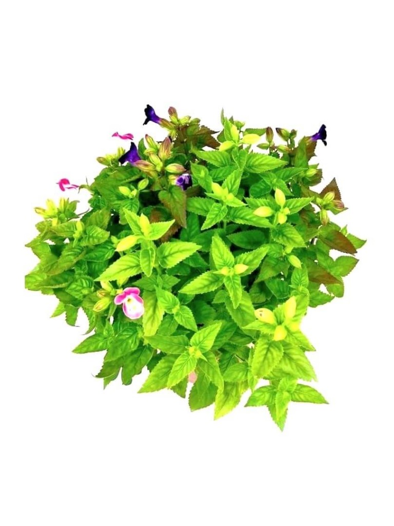 Torenia » Flowering Plants