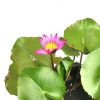 Water Lily Flower » Flowering Plants