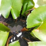 Water Lily Plant in Water » Flowering Plants