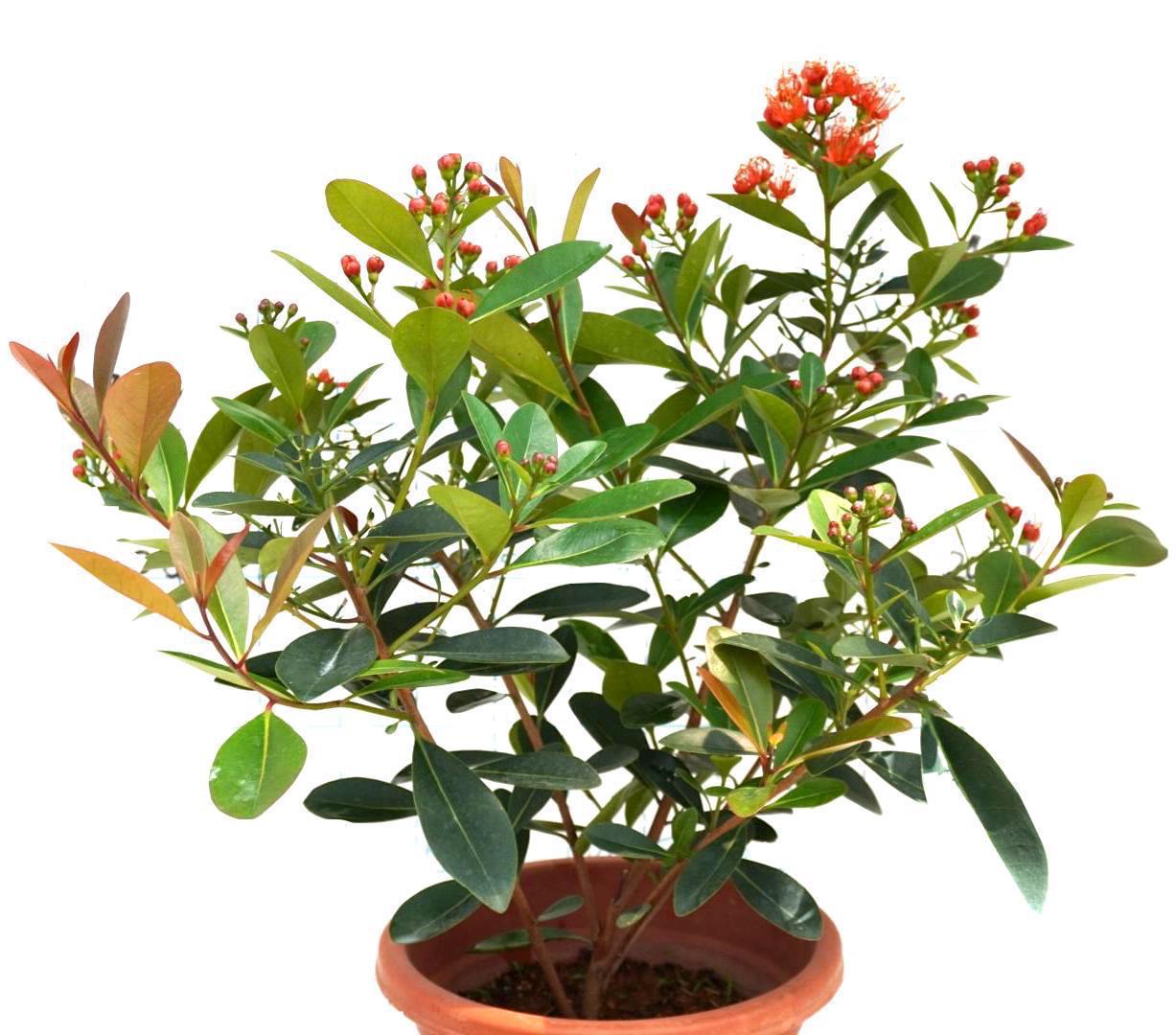 Xanthostemon Youngii Red Flowers » Flowering Plants