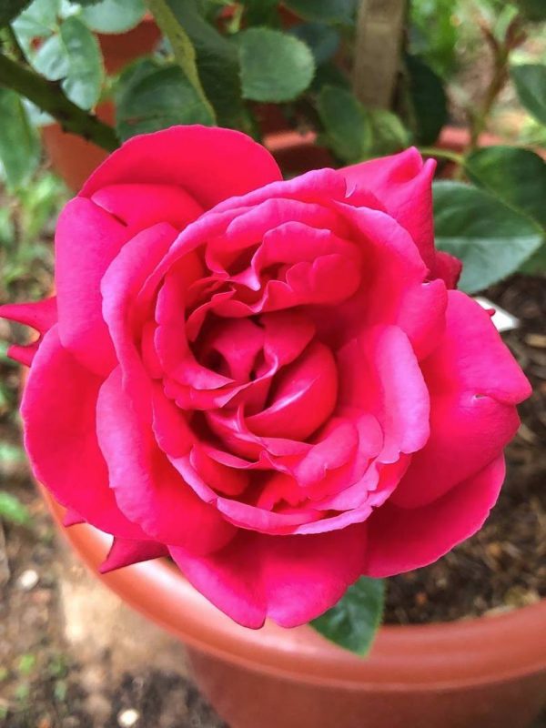 Rosa 'Alec's Red' » Rose Plants