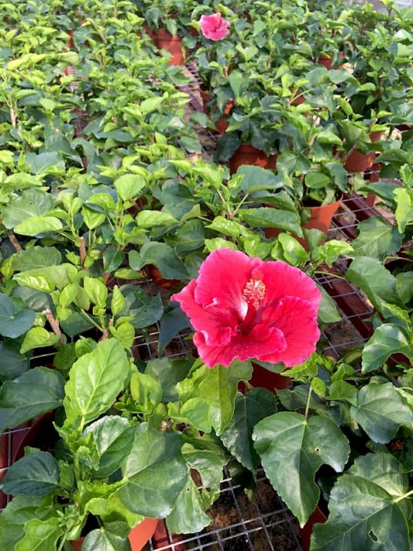 HibisQs® - Dark Grace Hibiscus » Flowering Plants