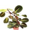 Maranta Leuconeura 'Tricolour Fascinator' / Red Prayer Plant » Foliage