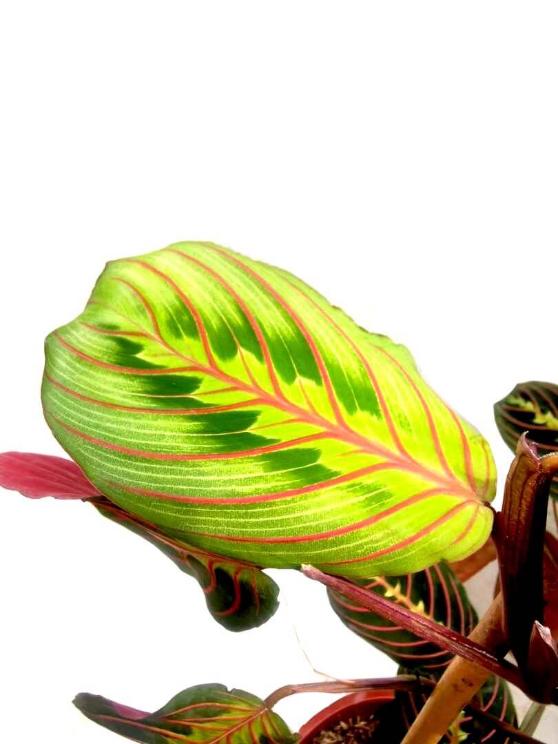 Maranta Leuconeura 'Tricolour Fascinator' / Red Prayer Plant » Foliage