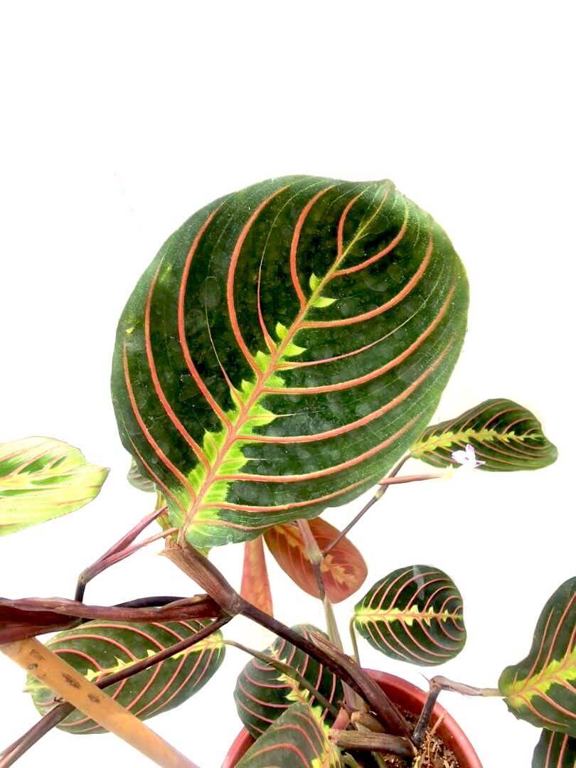 Maranta Leuconeura 'Tricolour Fascinator' / Red Prayer Plant » Foliage