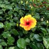 HibisQs® - New Apollo Hibiscus » Flowering Plants