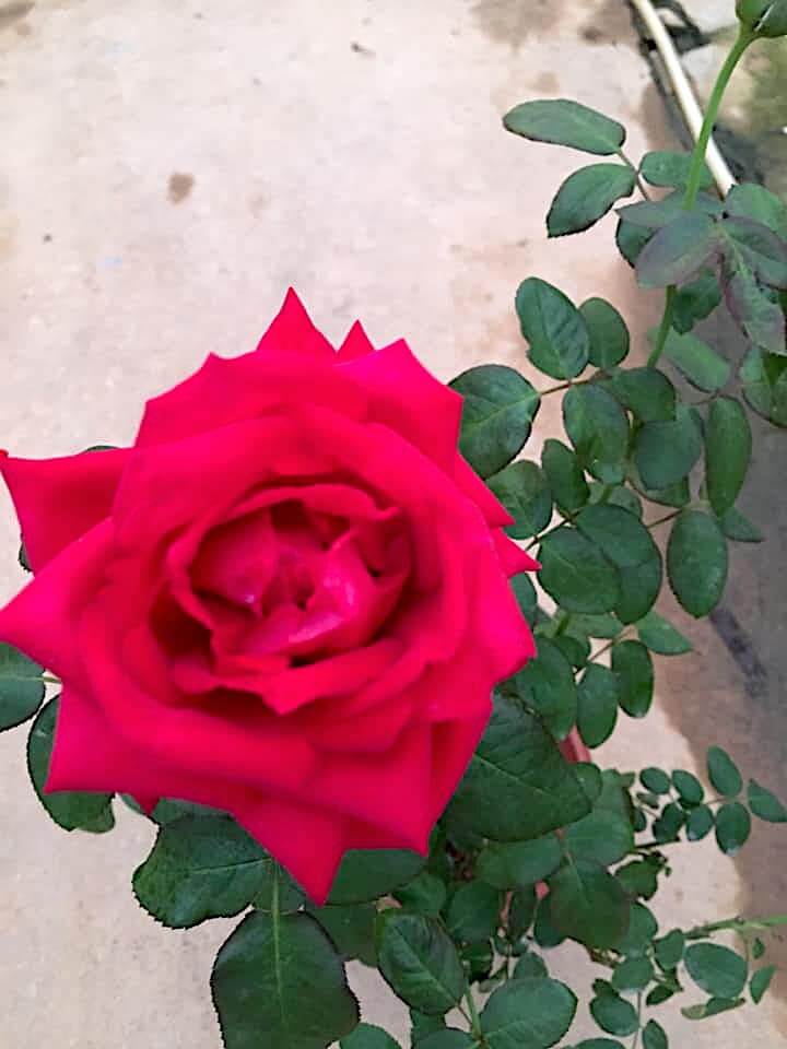 Rosa 'Baccara' » Flowering Plants