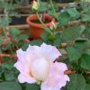 Blooming 'Seraphim' Rose » Rose Plants