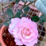 Japanese Rose 'Seraphim' » Rose Plants