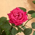 ‘All for Love’ Rose