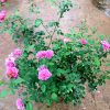 Japanese Rose Plant 'Aoi' » Rose Plants