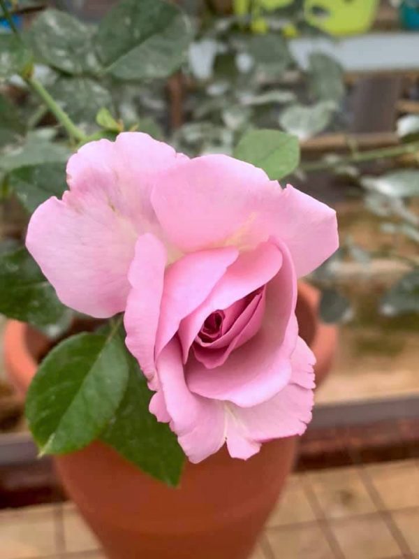 'Blue Emotion' Rose » Flowering Plants