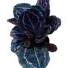 Calathea Roseopicta Dottie (Black Beauty) » Foliage