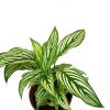 Calathea Vittata » Foliage