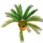 Cycas Palm 26 cm (D) » Foliage