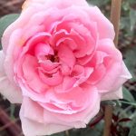 ‘Eckart Witzigmann’ Rose