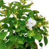 Jasmine Plant - Single Layer » Flowering Plants
