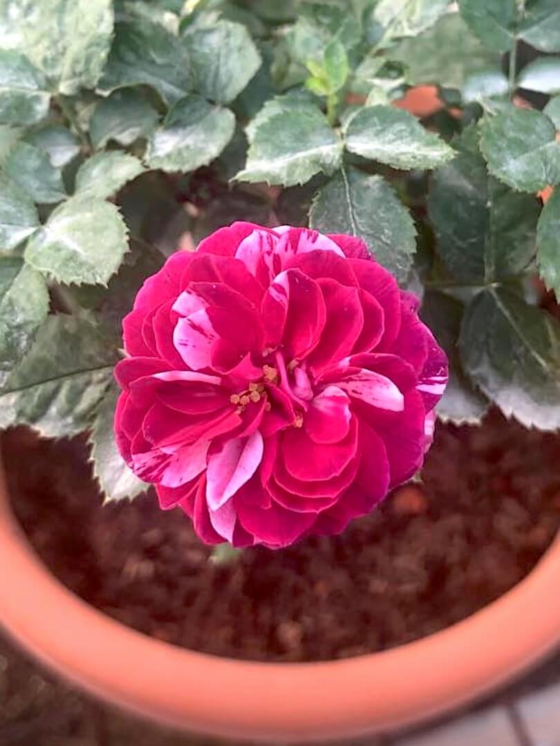 'Scented Jewel' Rose » Rose Plants