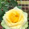 'St. Patrick' Rose » Rose Plants