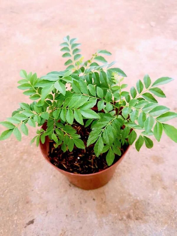 Curry Leaf Plant for Sale » Herbs 'n' Spices