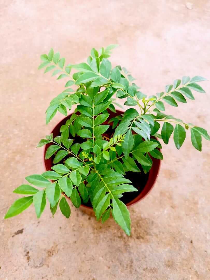 Curry Leaf Plant » Herbs 'n' Spices Curry Leaf Plant for Sale » Herbs 'n' Spices