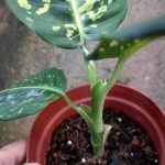 Dieffenbachia 'Reflector' (Dumb Cane Plant) » Exotic Foliage