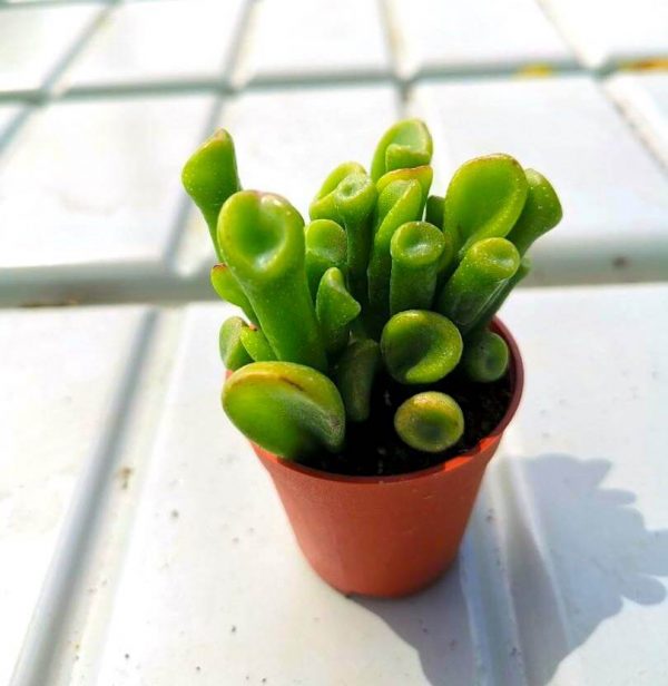 Mini Succulent 5 » Foliage