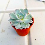 Mini Succulent 9 » Foliage
