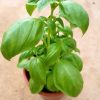 Sweet Basil 1 Sweet Basil Plant » Herbs 'n' Spices