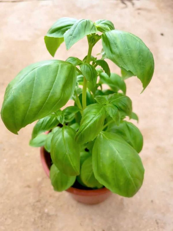 Sweet Basil Plant » Herbs 'n' Spices • Teo Joo Guan