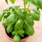 Sweet Basil Plant » Herbs 'n' Spices