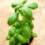 Sweet Basil Plant » Herbs 'n' Spices