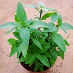 Thai Basil Plant » Herbs 'n' Spices