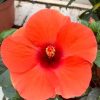 HibisQs® - Adonicus Orange Hibiscus » Flowering Plants