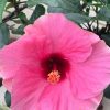 HibisQs® - Adonicus Pink Hibiscus » Flowering Plants