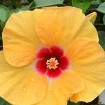 HibisQs® - Adonicus Yellow Hibiscus » Flowering Plants