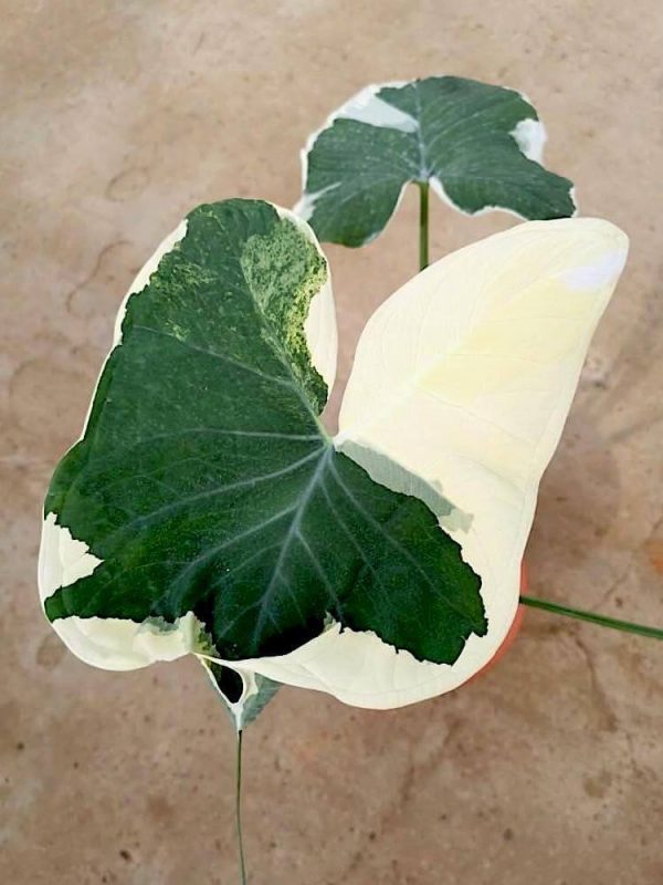 Alocasia Xanthosoma Variegata  Teo Joo Guan