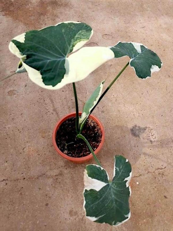 Alocasia Xanthosoma Variegata  Teo Joo Guan