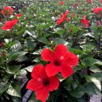 HibisQs® - Arionicus Hibiscus » Flowering Plants