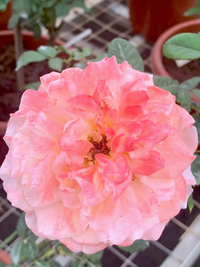 Rosa 'Augusta Luise' » Rose Plants