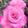 Rosa 'Azure Sea' » Rose Plants