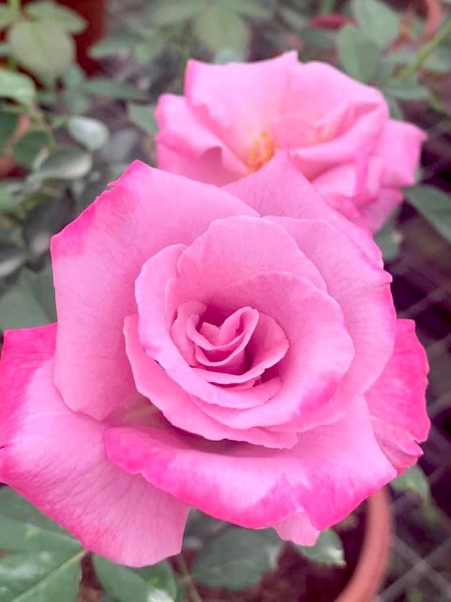 Rosa 'Azure Sea' » Rose Plants