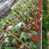 Epipremnum Pinnatum Variegated Plants @ Teo Joo Guan Plant Nursery