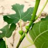 Fig Fruits (Ficus Carica) » Fruit Trees
