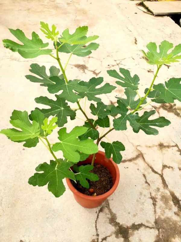 Fig Plant (Ficus Carica)» Fruit Trees