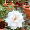 Japanese Rose 'Gabriel' » Rose Plants