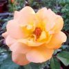 Rosa 'Good as Gold' » Rose Plants