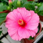 HibisQs® - Juno Hibiscus » Flowering Plants